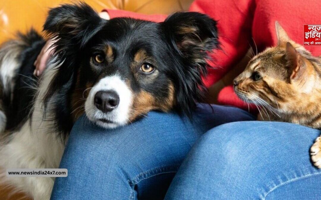 Pet Heat Wave Safety Tips: बढ़ते तापमान में पालतू जानवरों का रखें खास ध्यान, लापरवाही पड़ सकती है भारी