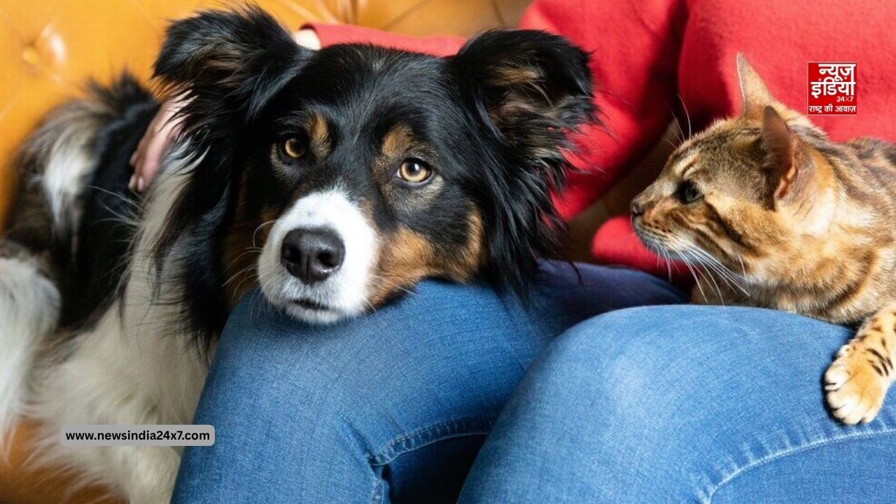 Pet Heat Wave Safety Tips: बढ़ते तापमान में पालतू जानवरों का रखें खास ध्यान, लापरवाही पड़ सकती है भारी