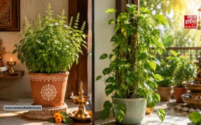 Vastu Tips: तुलसी और मनी प्लांट से आएगी घर में बरकत! लेकिन साथ रखने से पहले जान लें वास्तु के ये नियम