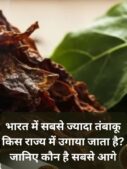 Largest Tobacco Producing State in India