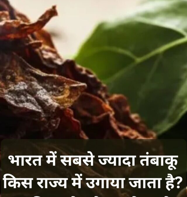 भारत में सबसे ज्यादा तंबाकू किस राज्य में होता है? जानिए उत्पादन में कौन है नंबर-1