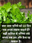 Keep Coriander Fresh for 10 Days