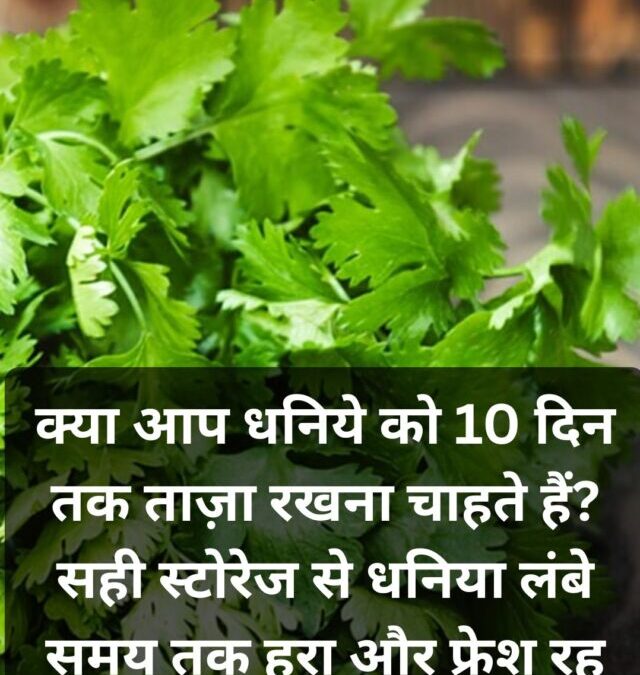 क्या आप धनिये को 10 दिन तक ताज़ा रखना चाहते हैं? जानें इसे स्टोर करने का सही तरीका