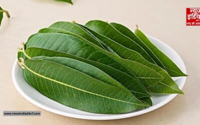 आम ही नहीं, इसके पत्ते भी हैं बड़े काम के! जानिए कैसे करें सही इस्तेमाल