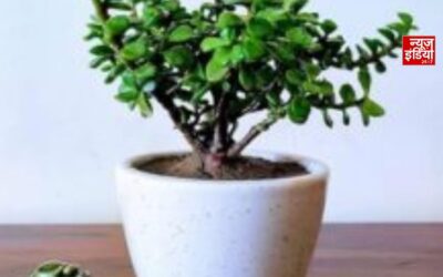 Auspicious Monsoon Plants: मानसून में इन पौधों से बढ़ेगी सकारात्मक ऊर्जा, जानें ज्योतिषीय महत्व