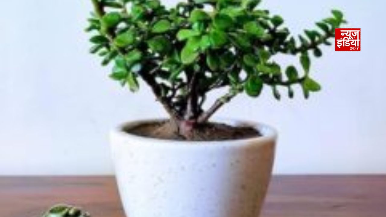 Lavanyaphto (18)