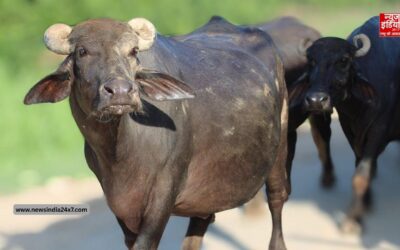 हिमाचल में चौंकाने वाला मामला! भैंस के पेट से निकली कील, तार और 66 किलो मेटल