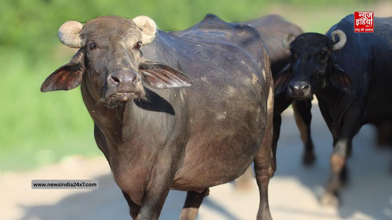 हिमाचल में चौंकाने वाला मामला! भैंस के पेट से निकली कील, तार और 66 किलो मेटल