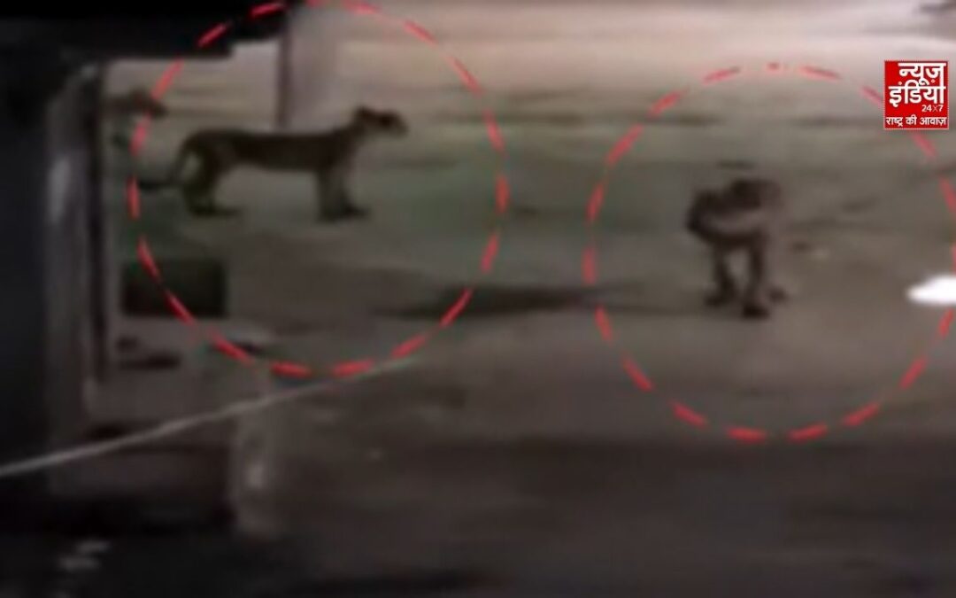 गुजरात के अमरेली में गांव की गलियों तक पहुंचे शेर और 3 शावक, VIDEO से ग्रामीणों में दहशत