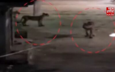 गुजरात के अमरेली में गांव की गलियों तक पहुंचे शेर और 3 शावक, VIDEO से ग्रामीणों में दहशत