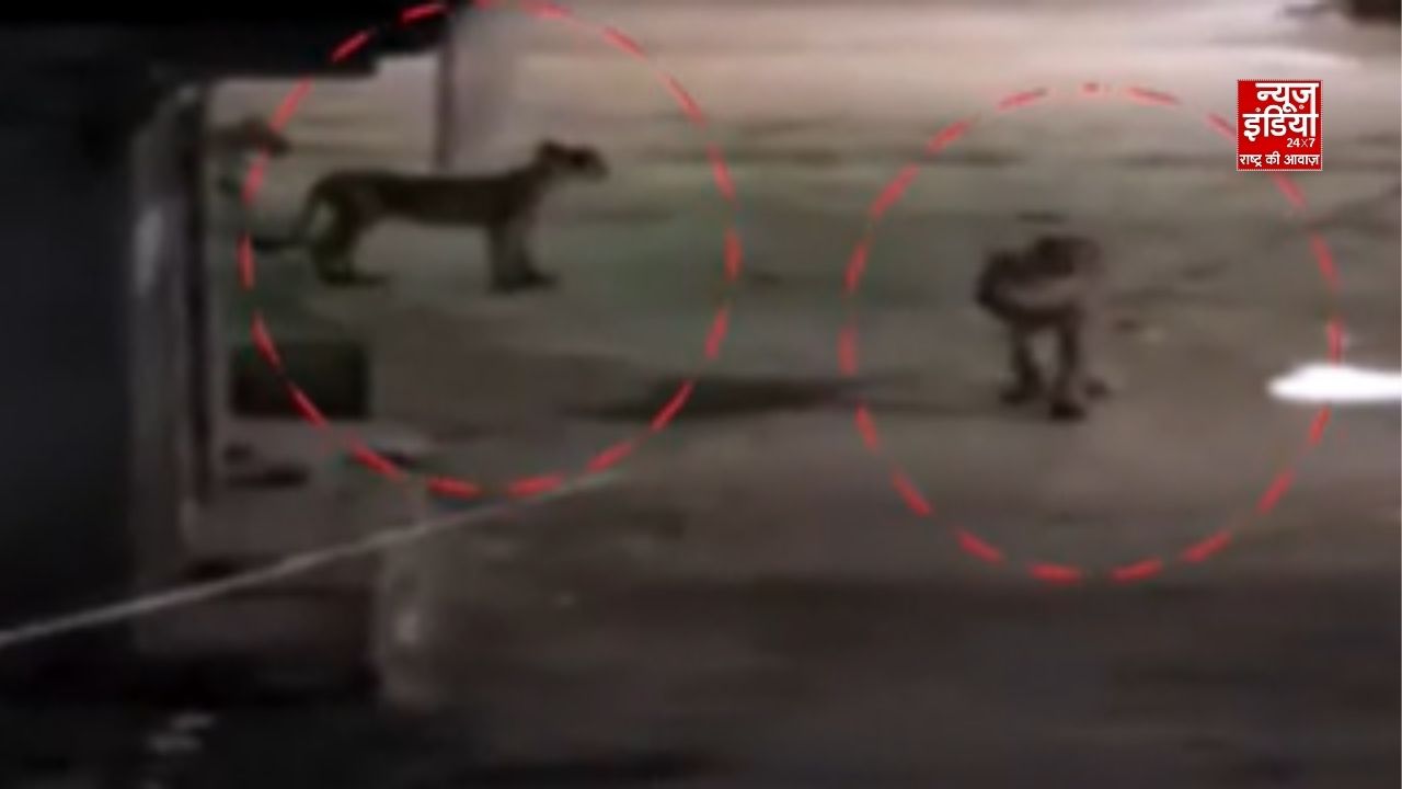 गुजरात के अमरेली में गांव की गलियों तक पहुंचे शेर और 3 शावक, VIDEO से ग्रामीणों में दहशत