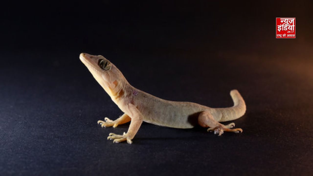Tanisha News India lizard