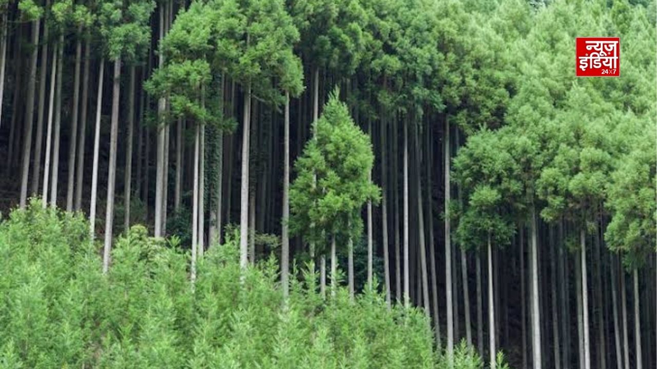 बिना पेड़ काटे लकड़ी हासिल करने की जापान की 600 साल पुरानी तकनीक, जानें कैसे काम करता है Daisugi