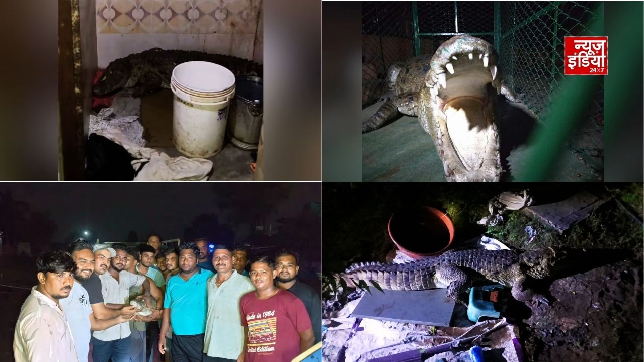 घर के बाथरूम में मिला 7 फीट लंबा मगरमच्छ, रातभर भौंकते रहे कुत्ते तो खुला खौफनाक राज