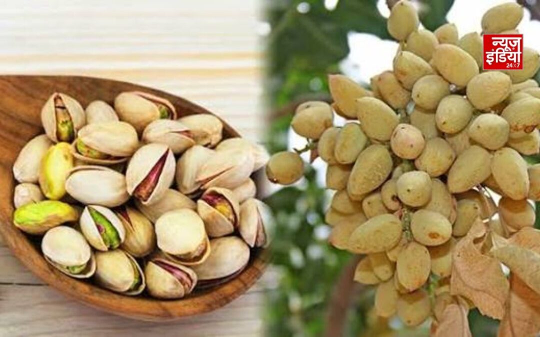 घर पर पिस्ते का पौधा उगाना है आसान, जानें बीज से पौधा तैयार करने का तरीका
