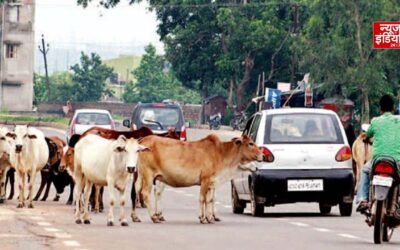गाय से टकराई सरकारी डॉक्टर की कार, भीड़ ने पीटा और गाड़ी में भी की तोड़फोड़