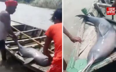 जाल में फंसी डॉल्फिन, मछुआरा बोला- ‘तेल निकालूंगा!’ सहरसा में शिकार का वीडियो वायरल, FIR दर्ज