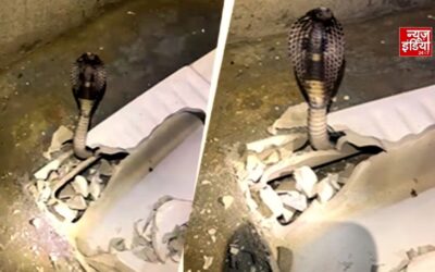 टॉयलेट सीट के अंदर से आ रही थी फुंकार, तोड़ी सीट तो निकला 6 फीट का जहरीला कोबरा