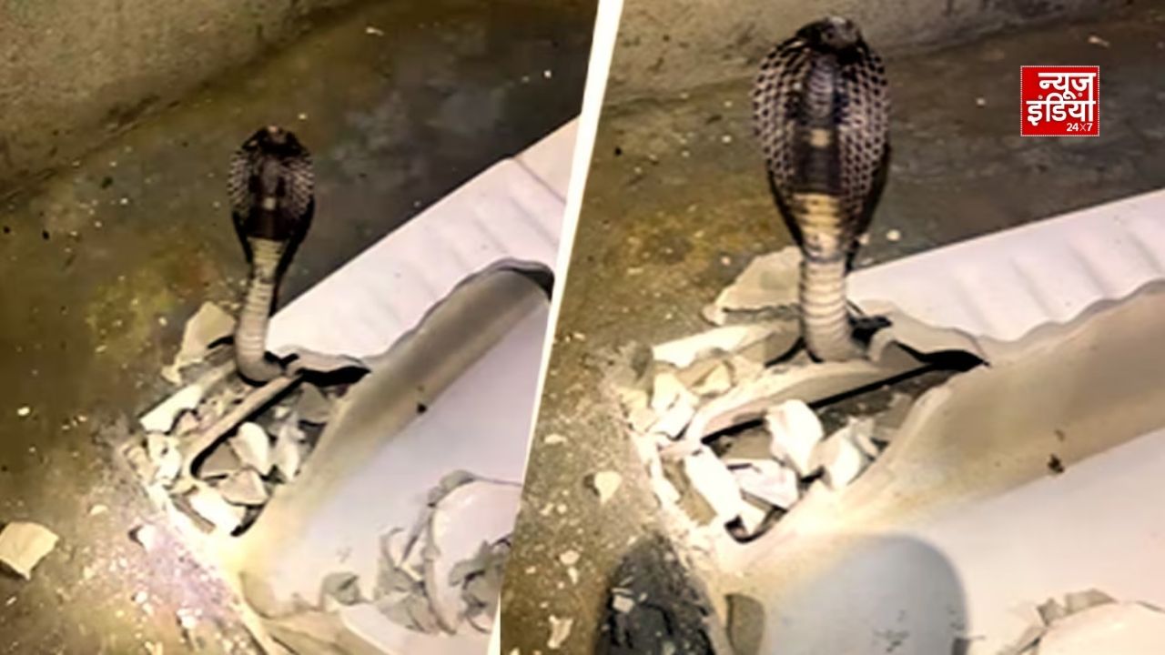 Tanisha snake cobra