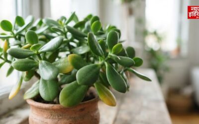 Plant Vastu: जेड प्लांट हो रहा है पीला? वास्तु के अनुसार मिलते हैं ये संकेत