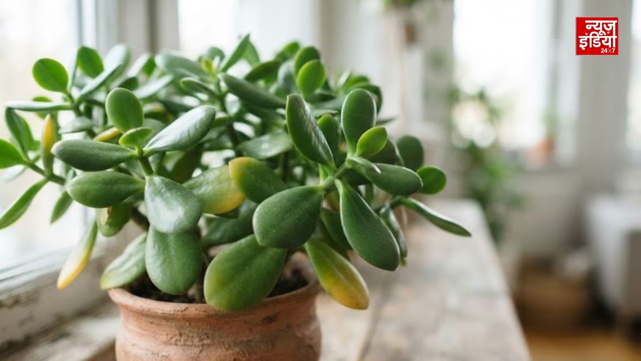 Plant Vastu: जेड प्लांट हो रहा है पीला? वास्तु के अनुसार मिलते हैं ये संकेत