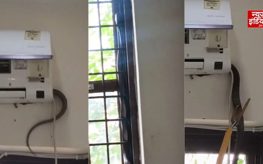 BJP कार्यालय में घुसा 5 फीट लंबा कोबरा, AC के पीछे छिपा देख मची अफरातफरी