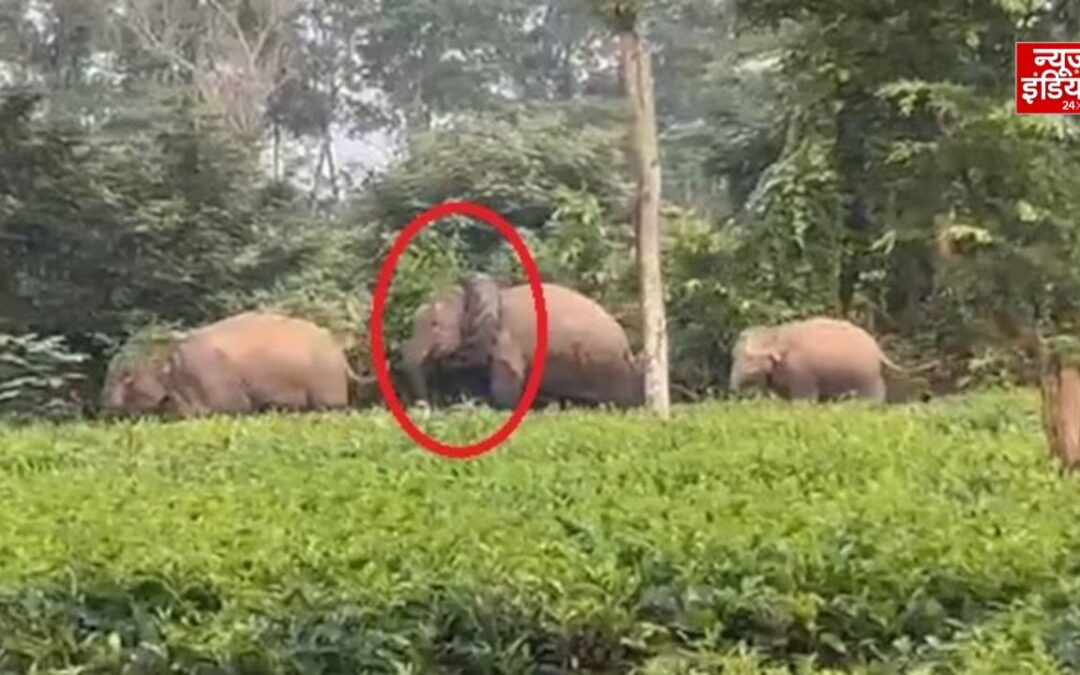 हाथी के गले में फंसा ट्रैक्टर का टायर, चाय बागान में पहुंचा तो मचा हड़कंप