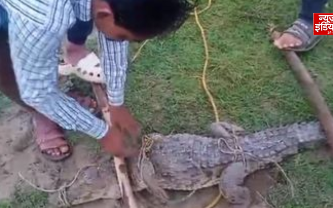 शाहजहांपुर में घर में घुसा 8 फीट का मगरमच्छ, 3 घंटे बाद हुआ रेस्क्यू
