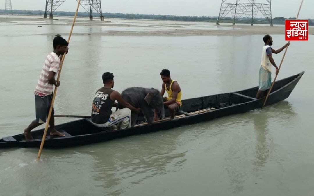 तीस्ता की तेज धारा में बहा नन्हा हाथी, 4 KM दूर डूबते बेबी को मछुआरों ने बचाया