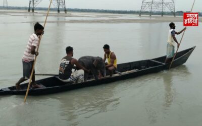 तीस्ता की तेज धारा में बहा नन्हा हाथी, 4 KM दूर डूबते बेबी को मछुआरों ने बचाया