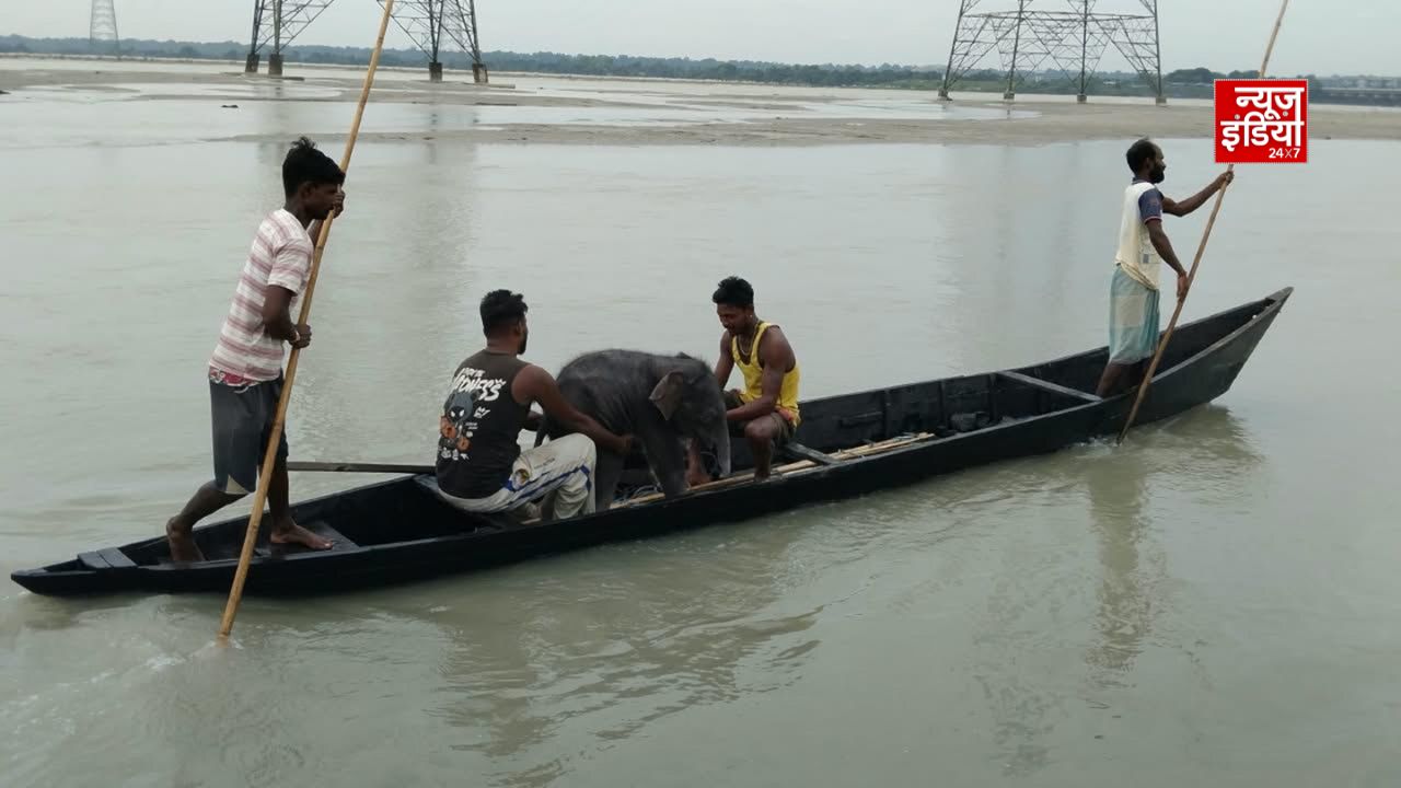 तीस्ता की तेज धारा में बहा नन्हा हाथी, 4 KM दूर डूबते बेबी को मछुआरों ने बचाया