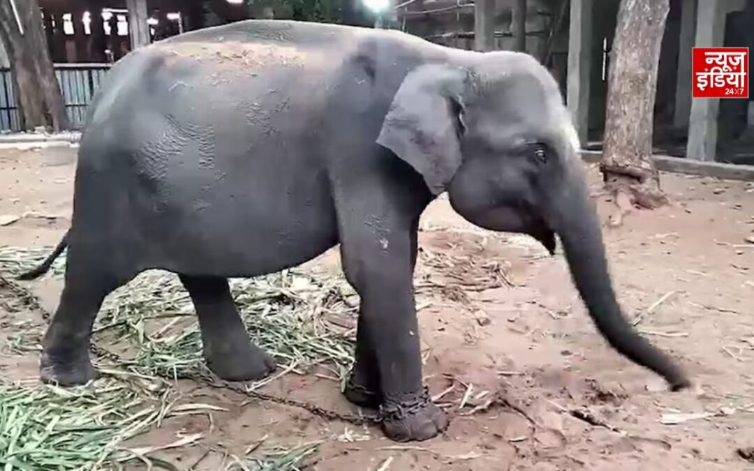 विनायक चतुर्थी पर मीनाक्षी मंदिर पहुंची 5 साल की हथिनी दुर्गा, 3000 KM सफर के बाद फूलों से स्वागत