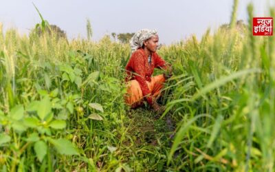 किसानों के लिए बड़ा फैसला, यूपी समेत 3 राज्यों में ₹5,547 करोड़ की MSP खरीद को मंजूरी
