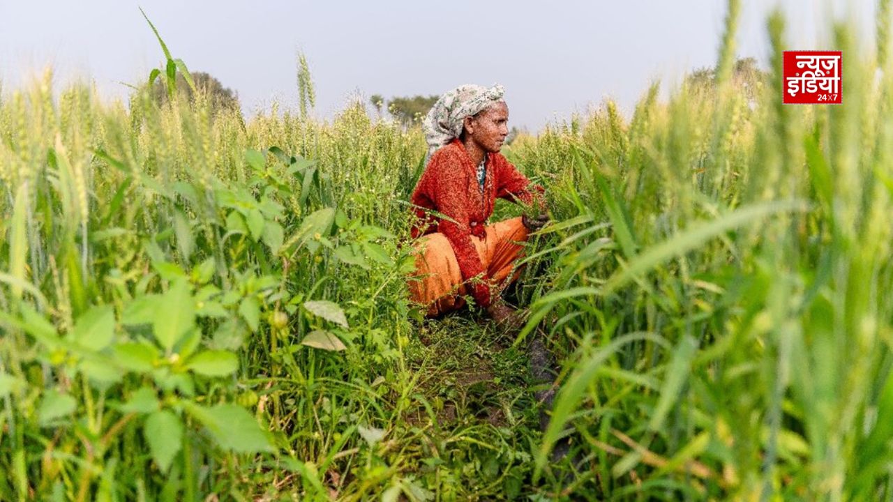 Tanisha farmers