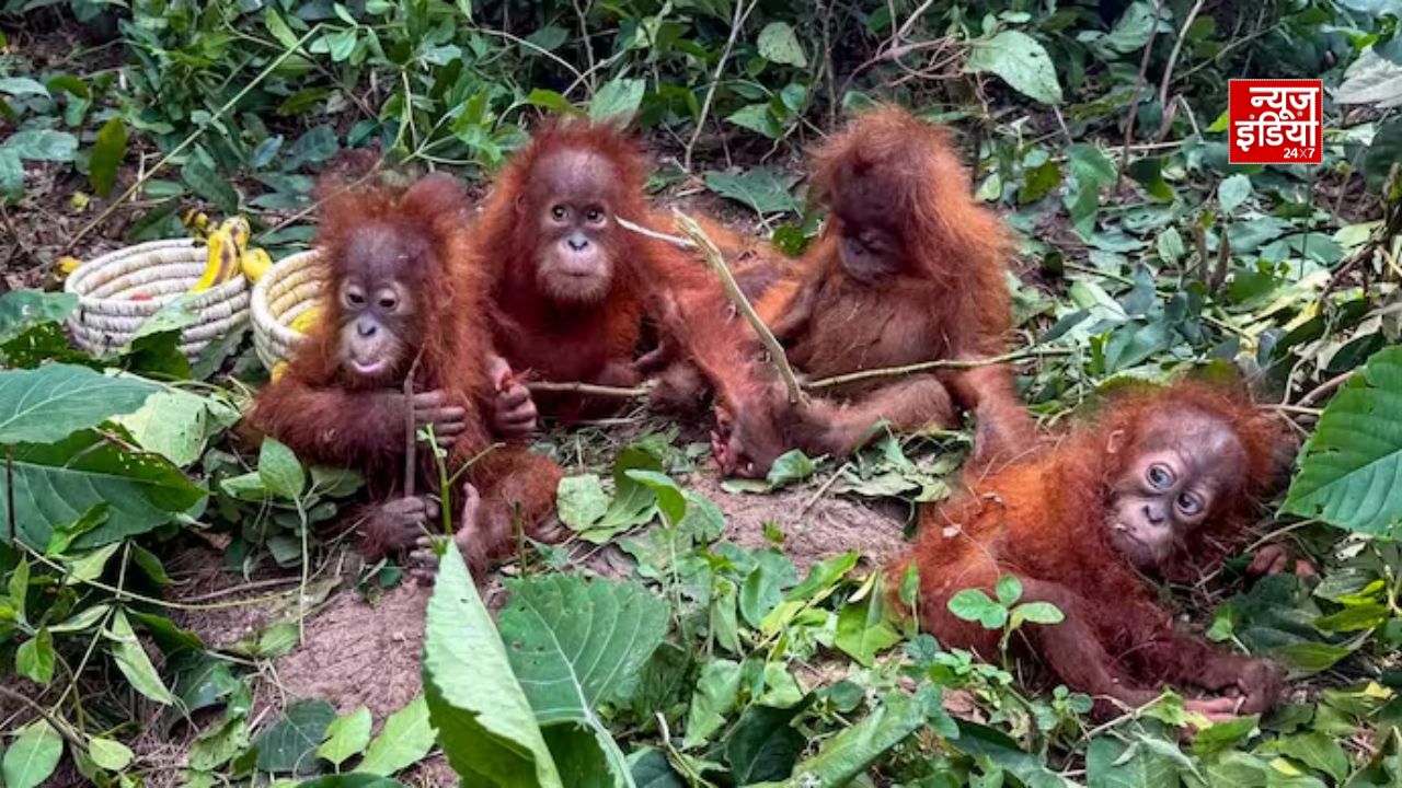 Tanisha orangutans