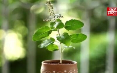 Tulsi Plant Vastu: घर की इन 7 जगहों पर भूलकर भी न रखें तुलसी, जानें वास्तु की मान्यता