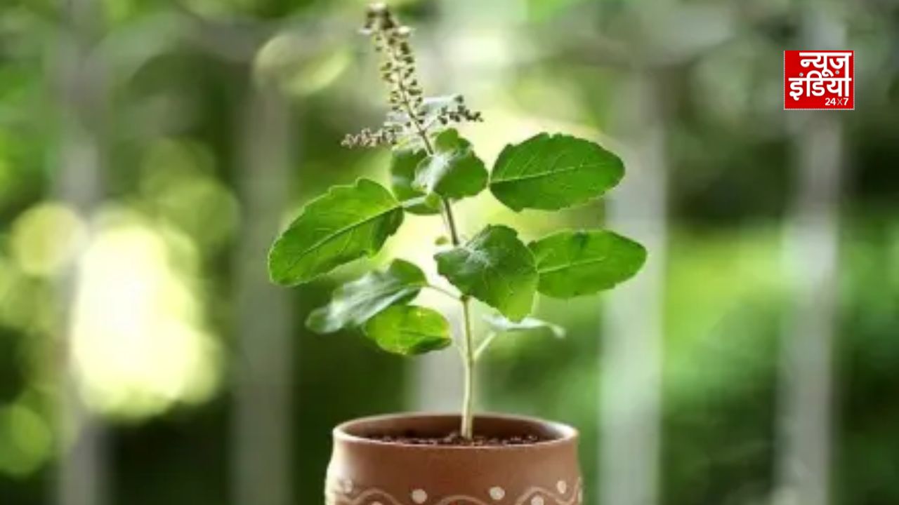 Tulsi Plant Vastu: घर की इन 7 जगहों पर भूलकर भी न रखें तुलसी, जानें वास्तु की मान्यता