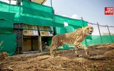 सागर के जंगलों में 100 साल बाद फिर गूंजेगी चीतों की दहाड़, वीरांगना दुर्गावती रिजर्व में होगी नई शुरुआत